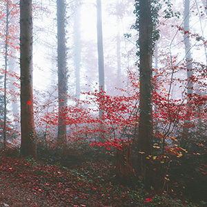 LE PETIT CHAPERON ROUGE ©Adrian Limani carre