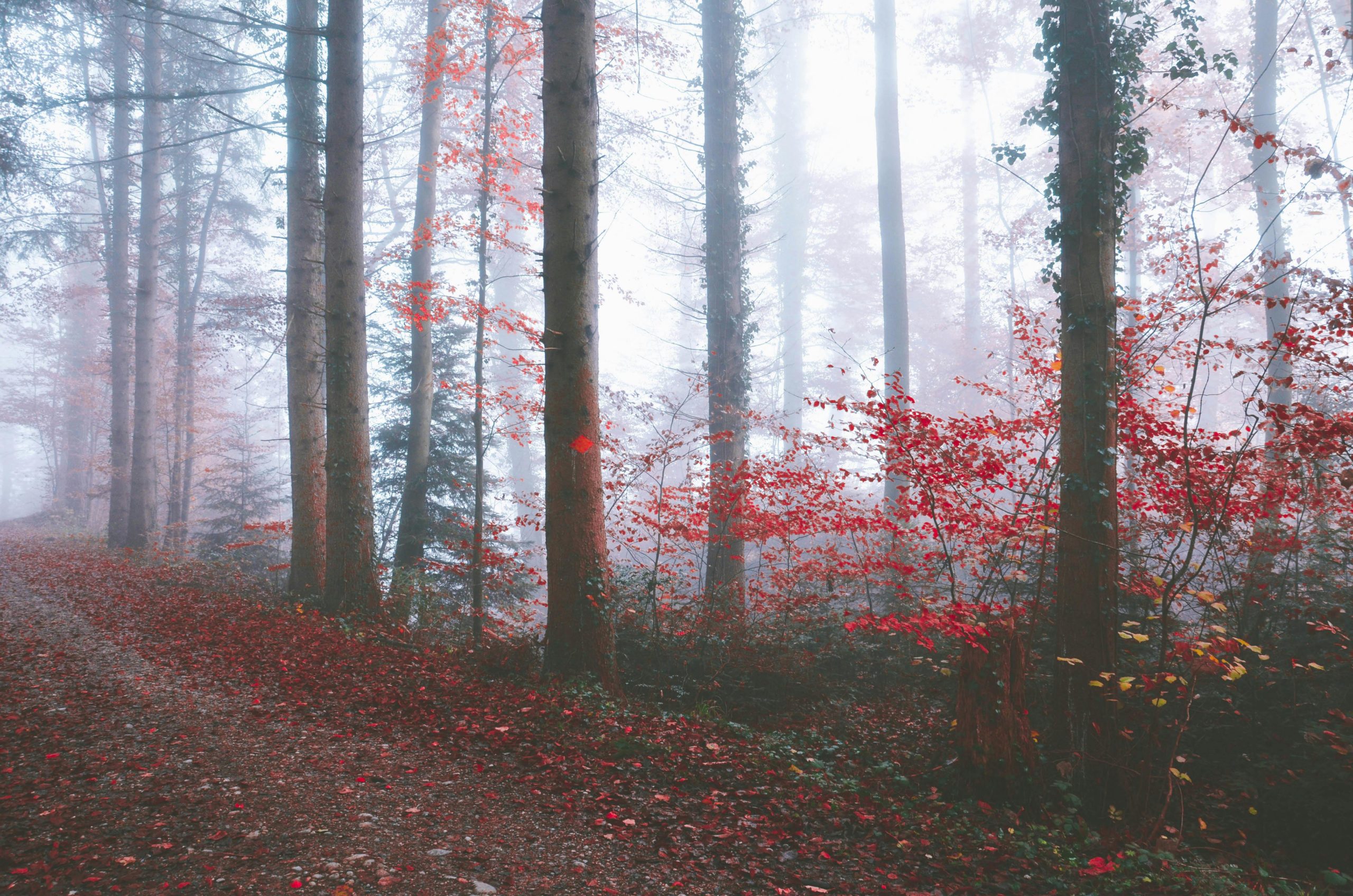 LE PETIT CHAPERON ROUGE ©Adrian Limani